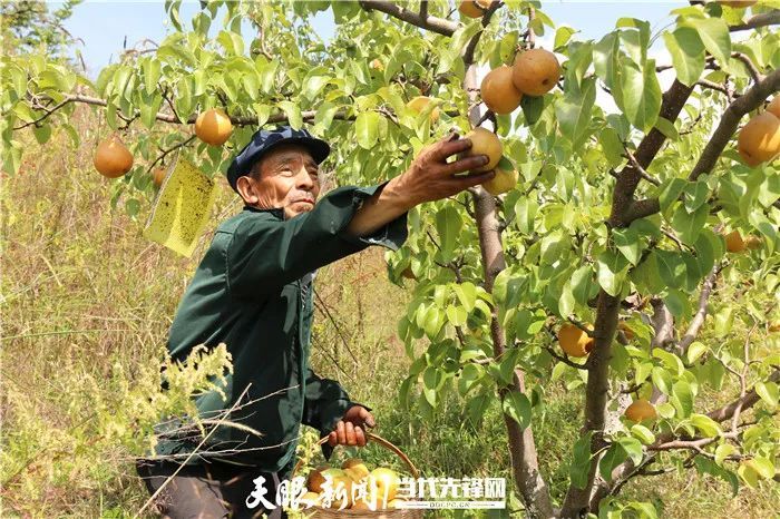 全国有名!毕节此地的大黄梨,值得一尝!
