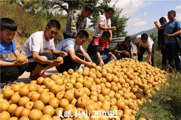 全国有名!毕节此地的大黄梨,值得一尝!