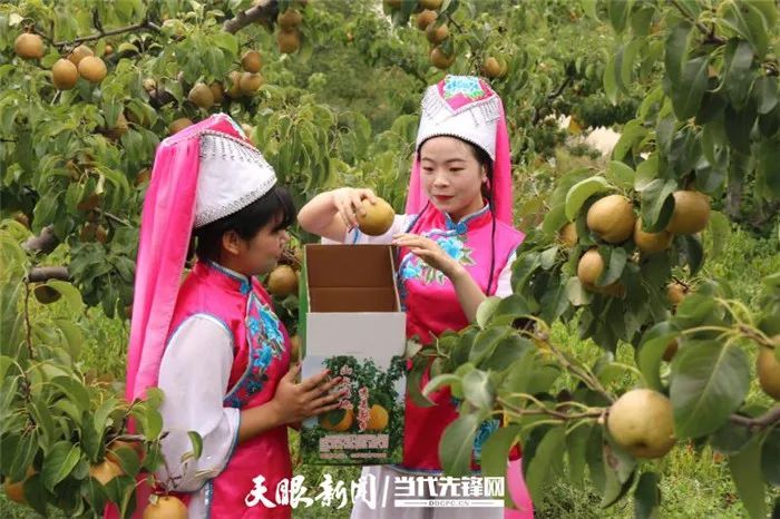 全国有名!毕节此地的大黄梨,值得一尝!