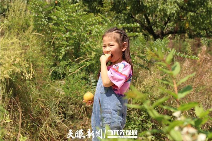 全国有名!毕节此地的大黄梨,值得一尝!
