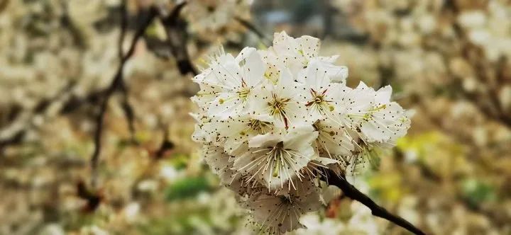 云赏花!徜徉凉都大地,尽享满眼春色