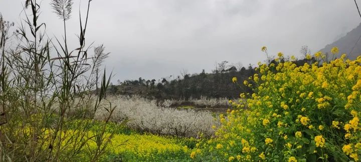 云赏花!徜徉凉都大地,尽享满眼春色