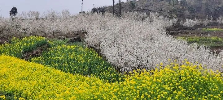 云赏花!徜徉凉都大地,尽享满眼春色