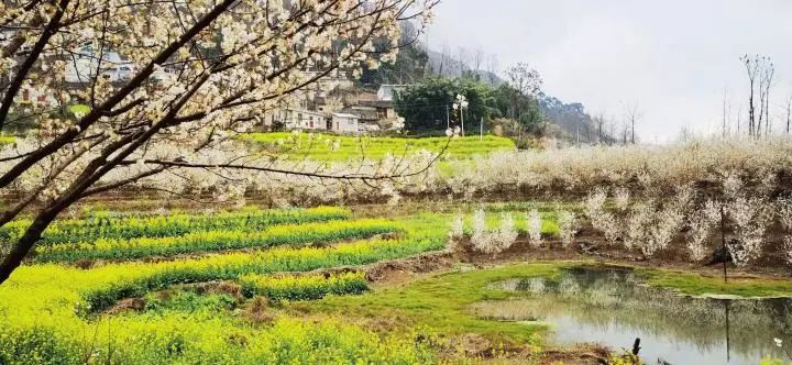 云赏花!徜徉凉都大地,尽享满眼春色