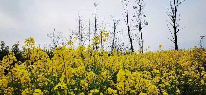 云赏花!徜徉凉都大地,尽享满眼春色