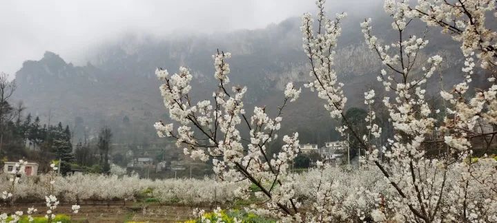 云赏花!徜徉凉都大地,尽享满眼春色