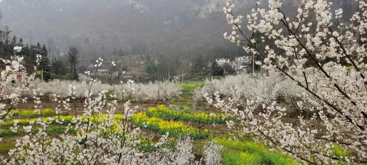 云赏花!徜徉凉都大地,尽享满眼春色