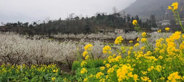 云赏花!徜徉凉都大地,尽享满眼春色