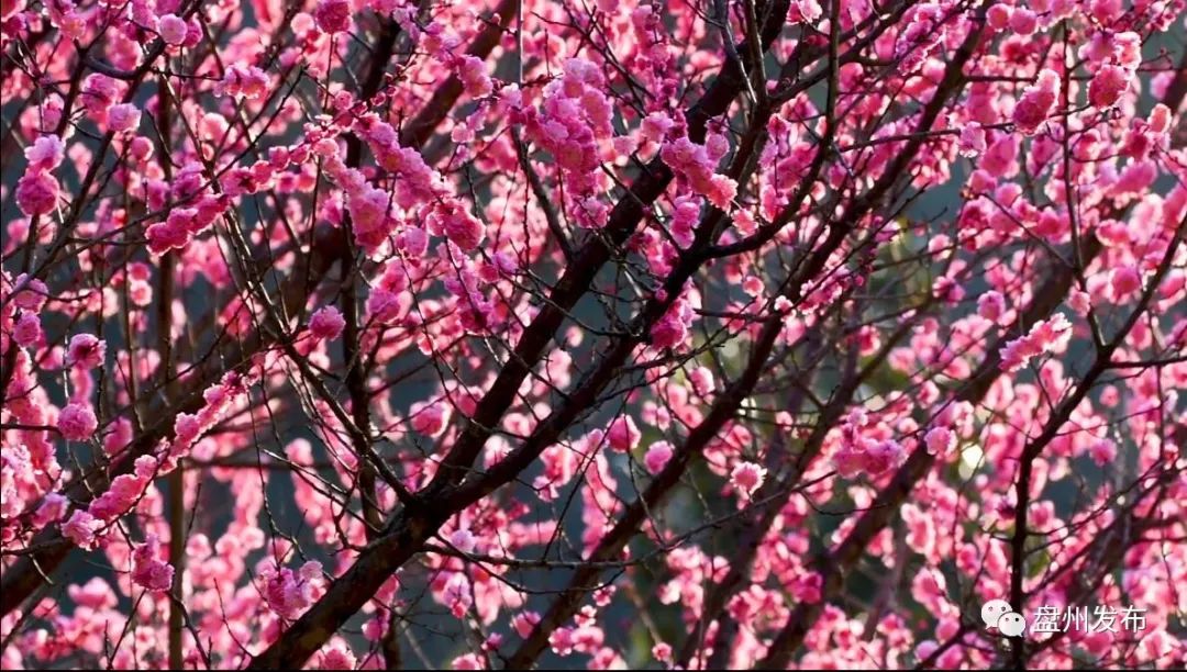 云赏花!徜徉凉都大地,尽享满眼春色