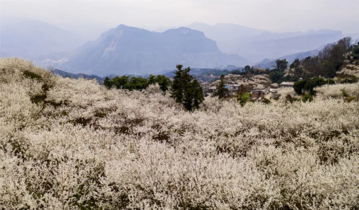 云赏花!徜徉凉都大地,尽享满眼春色
