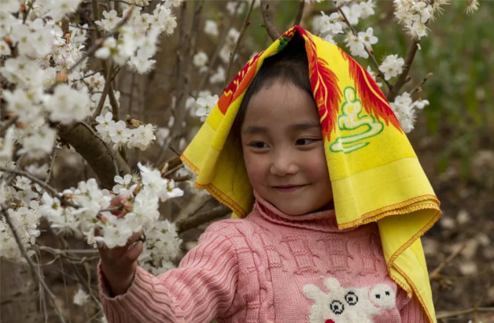 云赏花!徜徉凉都大地,尽享满眼春色