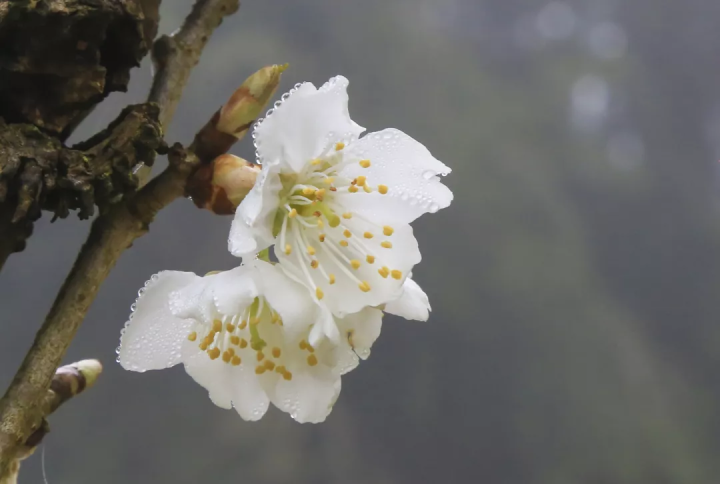 云赏花!徜徉凉都大地,尽享满眼春色
