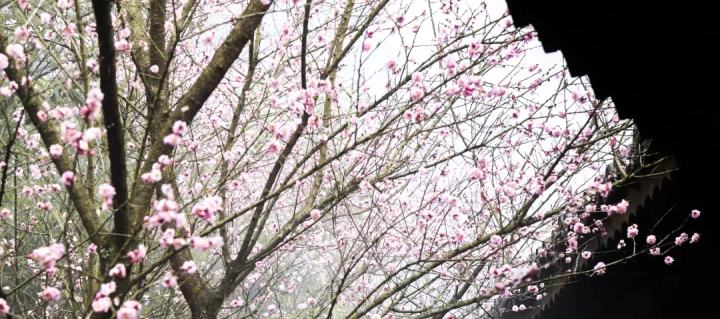 云赏花!徜徉凉都大地,尽享满眼春色