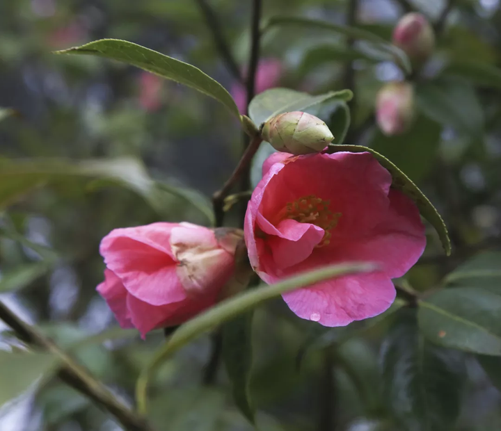 云赏花!徜徉凉都大地,尽享满眼春色