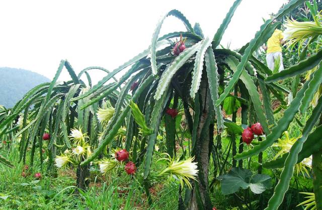 好时节放飞心情,快来贵州黔南州“村”游