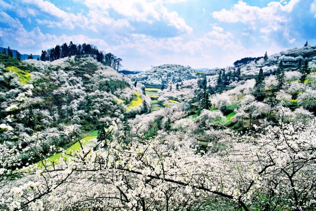 景区无门票畅游!3月8日,黔南金海雪山景区开园啦