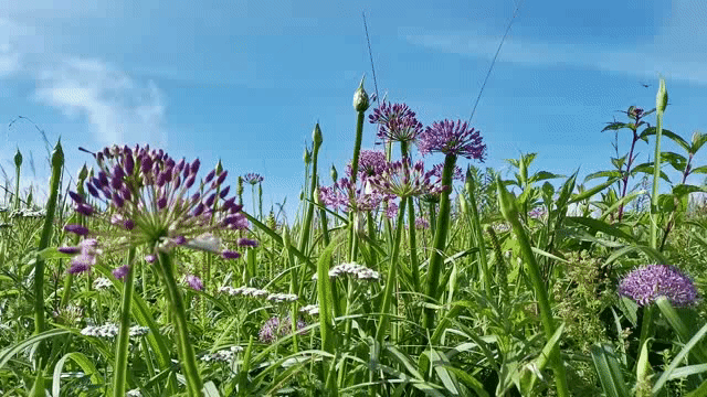 毕节韭菜坪盛花期来了,旅游攻略在此