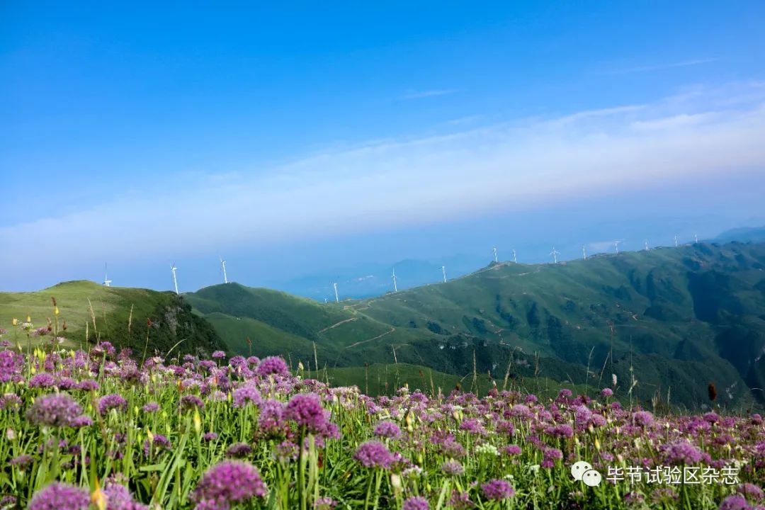 毕节韭菜坪盛花期来了,旅游攻略在此