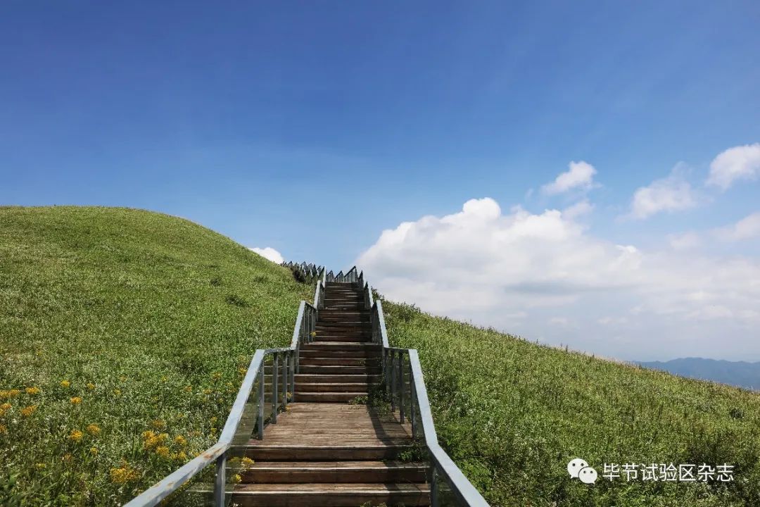 毕节韭菜坪盛花期来了,旅游攻略在此
