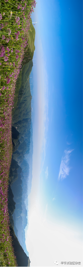 毕节韭菜坪盛花期来了,旅游攻略在此