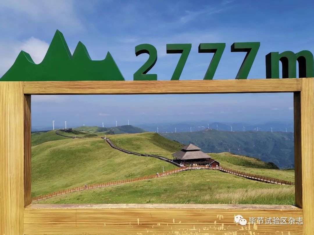 毕节韭菜坪盛花期来了,旅游攻略在此