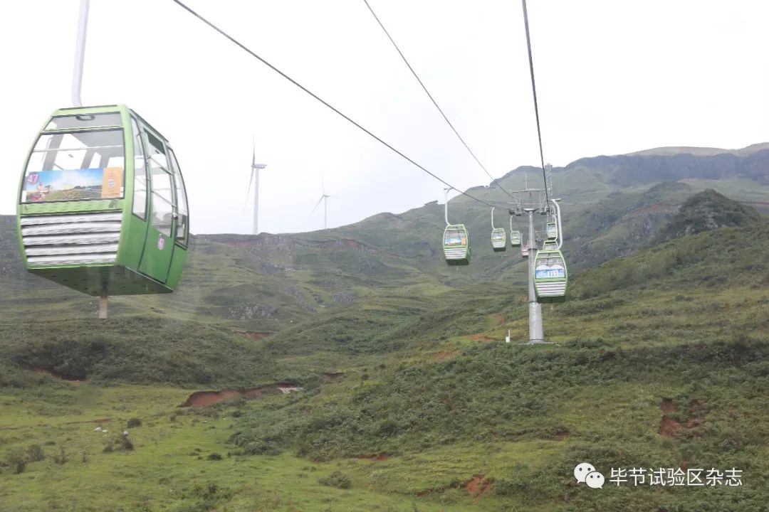 毕节韭菜坪盛花期来了,旅游攻略在此