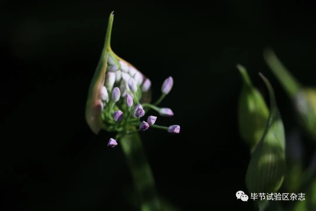 毕节韭菜坪盛花期来了,旅游攻略在此