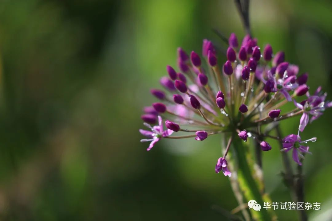 毕节韭菜坪盛花期来了,旅游攻略在此