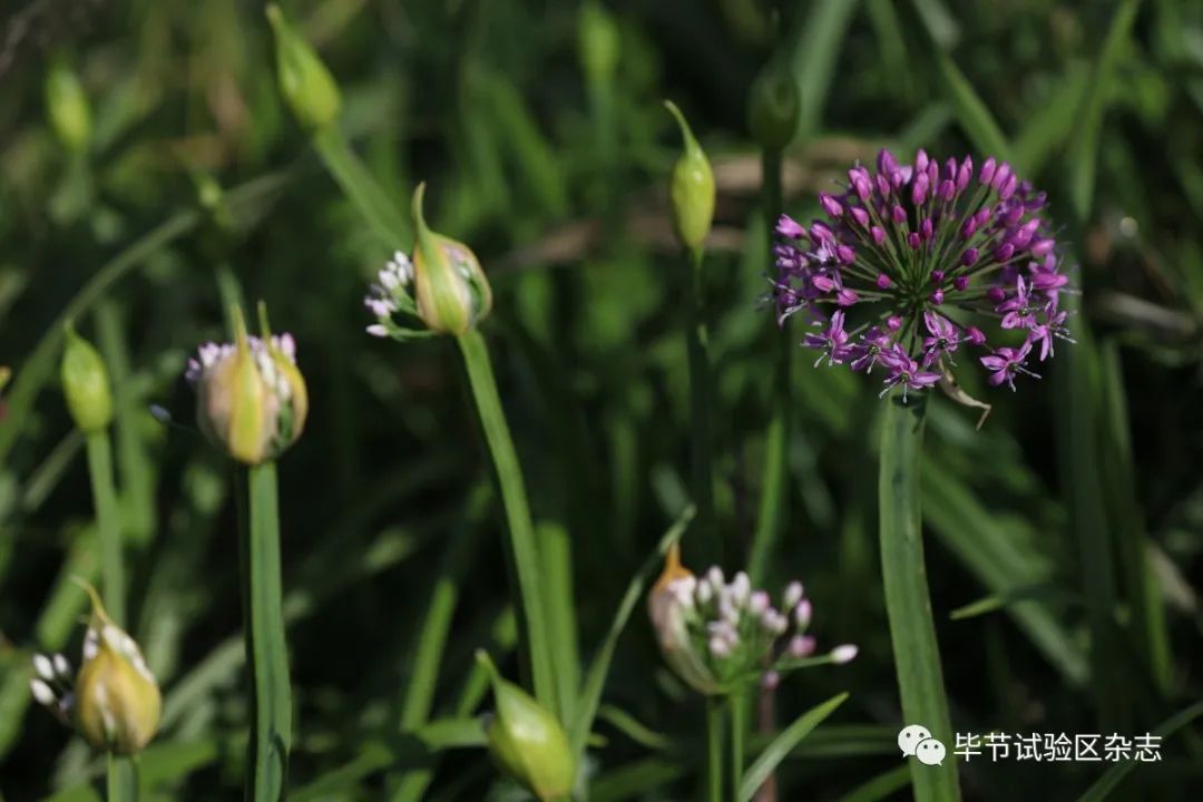 毕节韭菜坪盛花期来了,旅游攻略在此