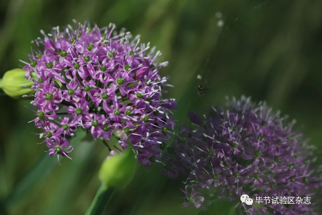 毕节韭菜坪盛花期来了,旅游攻略在此