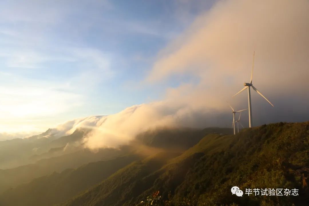 毕节韭菜坪盛花期来了,旅游攻略在此