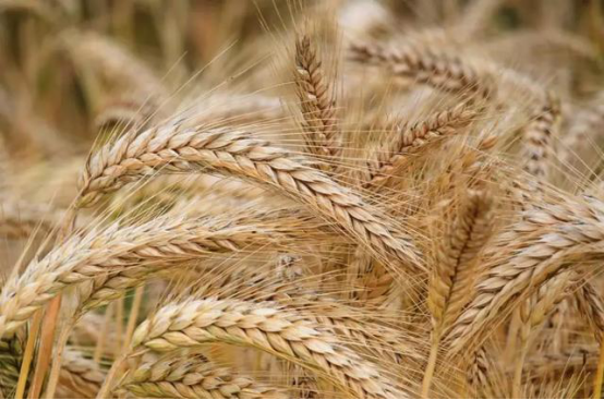 �߽����Ϊ�ַ� �決ʦΪʲô���ѡ��