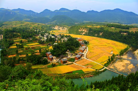 周末，去遵义这个地方采茶