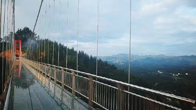 周末，去遵义这个地方采茶