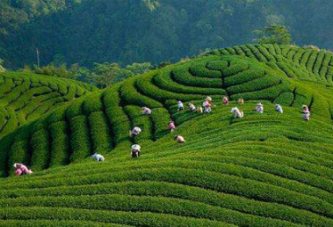 周末，去遵义这个地方采茶